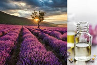 Lavender (Essential Oil)