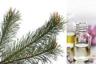 Pine Scotch (Essential Oil)