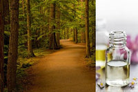 Cedarwood (Essential Oil)