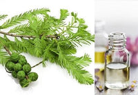 Cypress (Essential Oil)