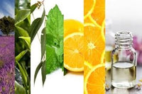 Essential Oils, 6 Pack