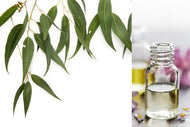 Eucalyptus (Essential Oil)