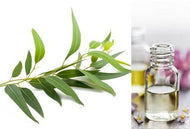 Eucalyptus Lemon (Essential Oil)