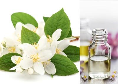 Jasmine (Essential Oil) 3% Dilution – The Common Scents