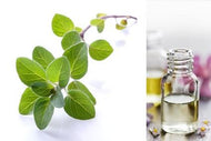 Oregano (Essential Oil)