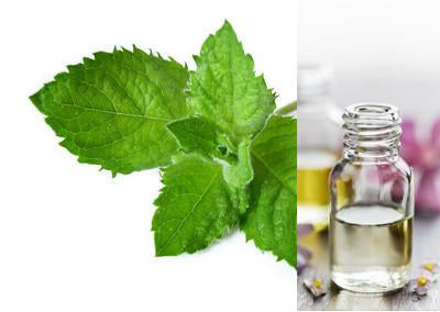 Peppermint (Essential Oil)