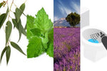 Eucalyptus | Peppermint | Lavender (Toilet Spritz)
